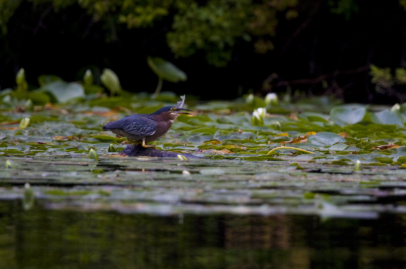 Green Heron Eating Fish